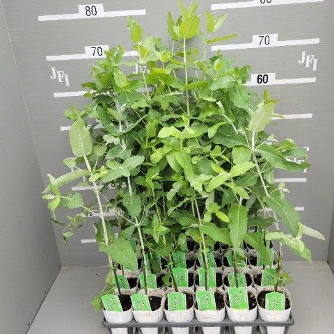 園芸ネット本店｜ユーカリ：グロブルス（ブルーガム）3号ポット の通販