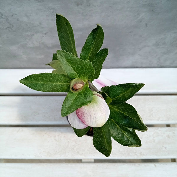 園芸ネット本店｜大和園さんのクリスマスローズ：24-07パステリッシュ