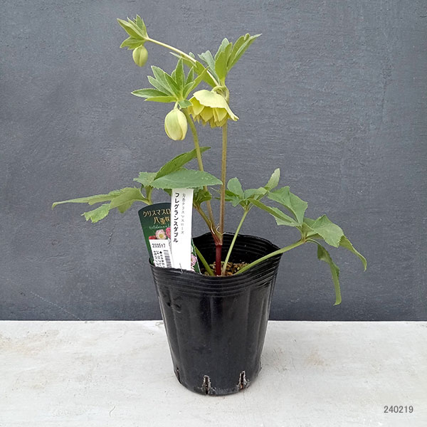 園芸ネット本店｜曽田園芸さんのクリスマスローズ：24-06フレグランス