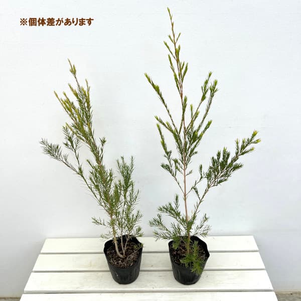 園芸ネット本店｜[26年4月上旬予約]メラレウカ：スノーインサマー4～5