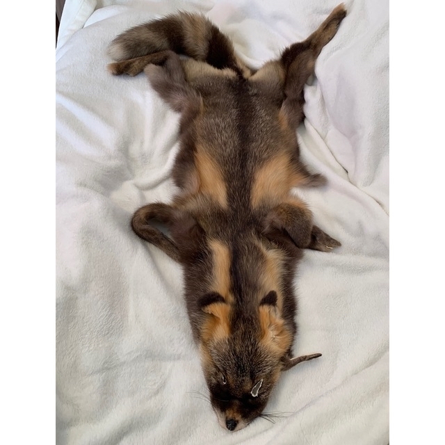 激レア】十字狐 ジュウジギツネ クロスフォックス 原皮 毛皮 ラグ 敷物