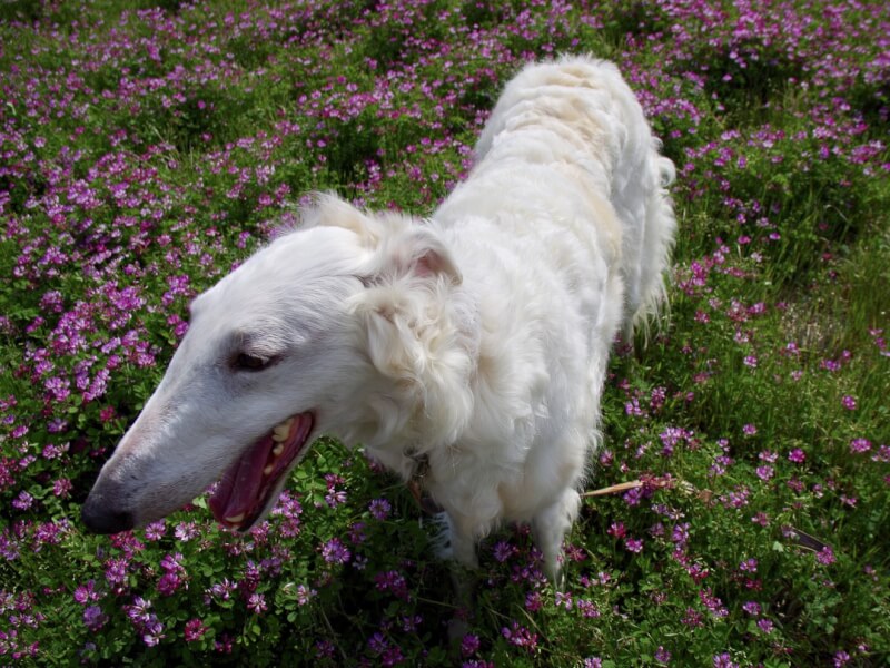 高級感漂う「ボルゾイ」の生態や特徴、飼い方の紹介 | Petpedia