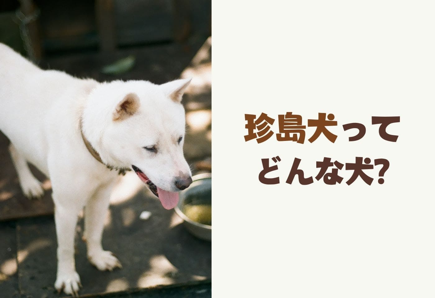 珍島犬の性格や特徴は？飼い方のコツや寿命などについて解説【獣医師