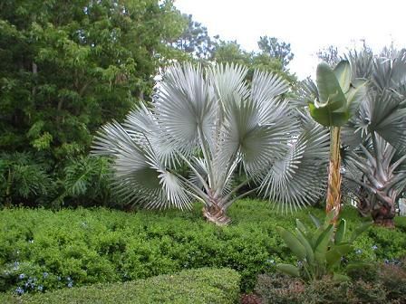 ビスマルキア ノビリス シルバー 8号 【公式通販】