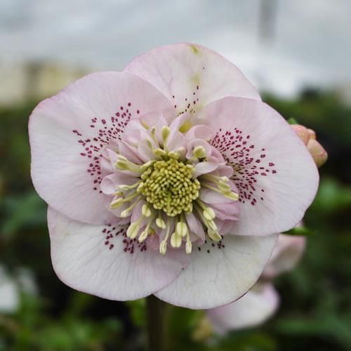 クリスマスローズ セミダブル 3年生苗 02 - ブルーベリーやスモーク