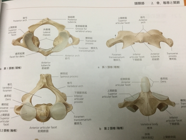 哲学、科学、芸術の集まった自然の法則に沿った治療法！上部頸椎カイロ