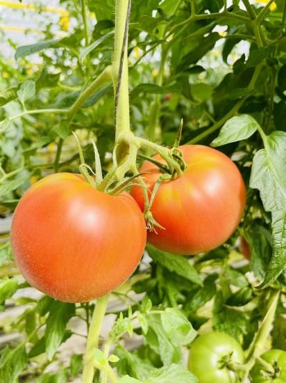 松島とまと 【1.5kg】 送料無料！！ - サンフレッシュ松島公式