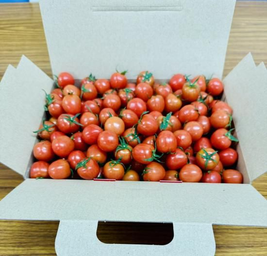 サンフレッシュ松島公式オンラインショップ