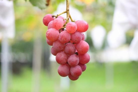 限定予約□超希少！山形県産「はちみつぶどうオリンピア」 約1kg 4房