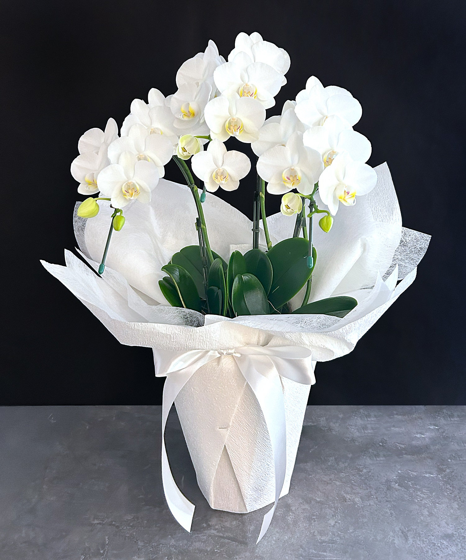 お悔み・お供え花弔事用供花 ミディ胡蝶蘭 白3本立 白ラッピング | 第