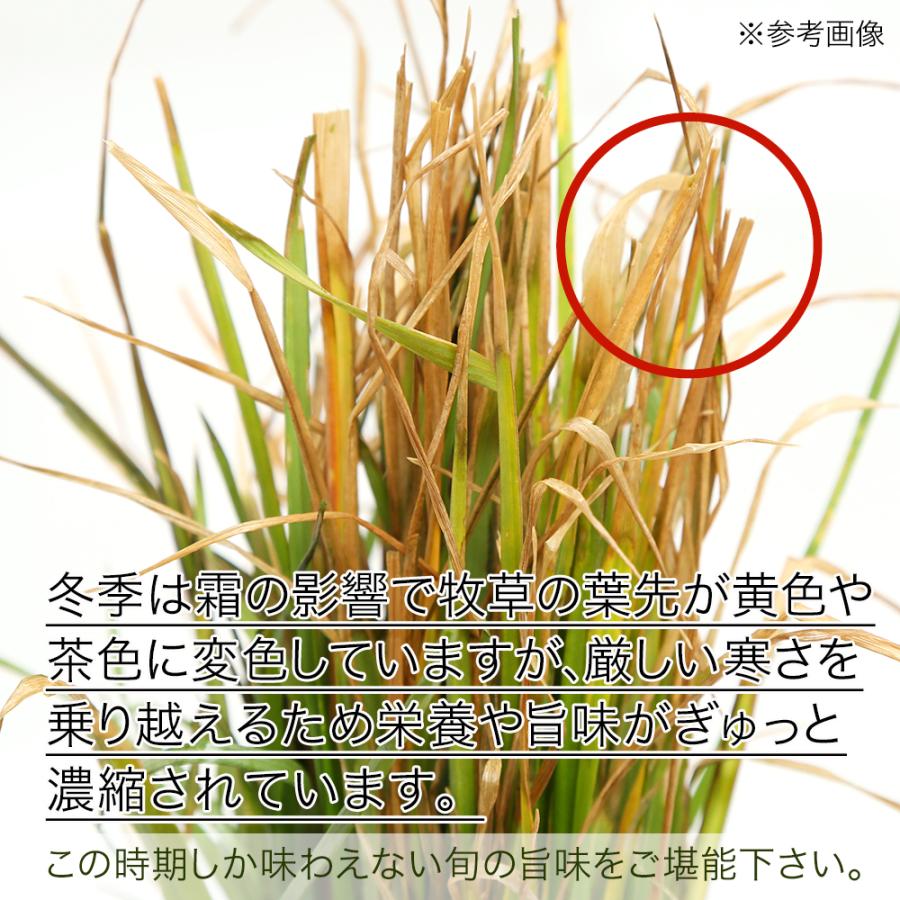 Leaf Corp （観葉植物）国産 とれたて生牧草 イタリアンライグラス