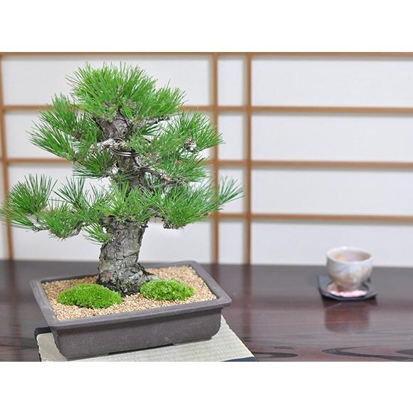 高松盆栽 黒松 「威風堂々」 本場四国の職人仕立て プレゼント 極 大