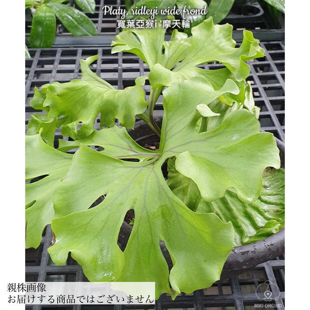 ビカクシダ リドレイ 'ワイドフォーム' (TC) 3寸 (コウモリラン 観葉