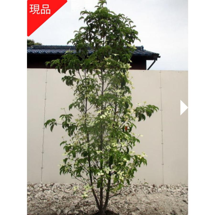 現品発送 常緑ヤマボウシ ホンコンエンシス(月光) 株立ち 樹高1.6-1.7m