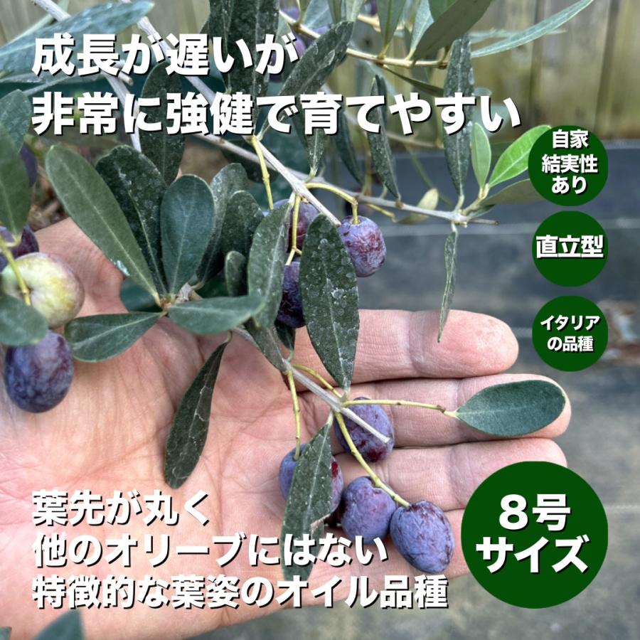 小倉園 オリーブ・グリニャン 8号鉢 オリーブの木 鉢植え 庭木 超希少