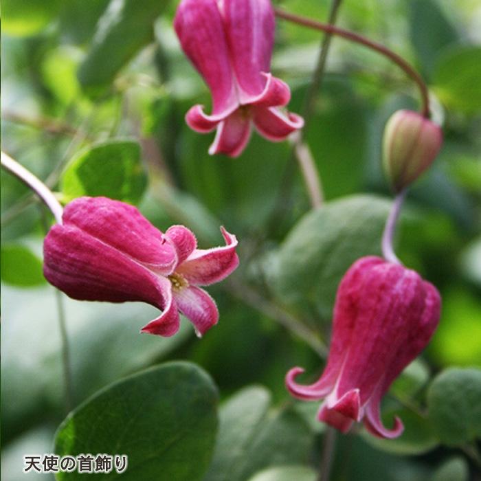 クレマチス 苗 天使の首飾り ヴィオルナ系 登録品種 杉本さんの