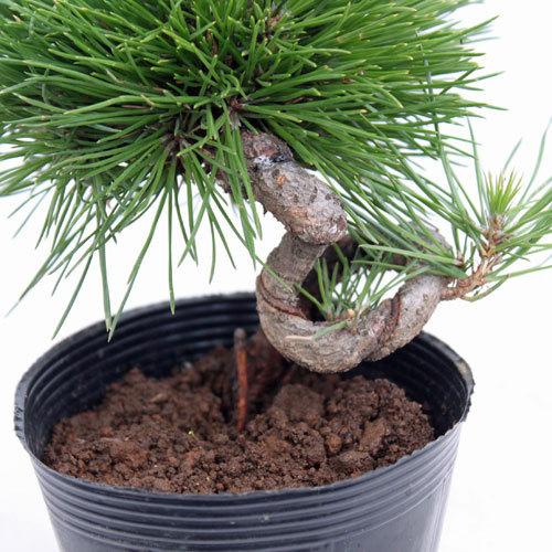 盆栽苗木 黒松曲付き : 植物・園芸専門店 花育通販Yahoo!店 - 通販