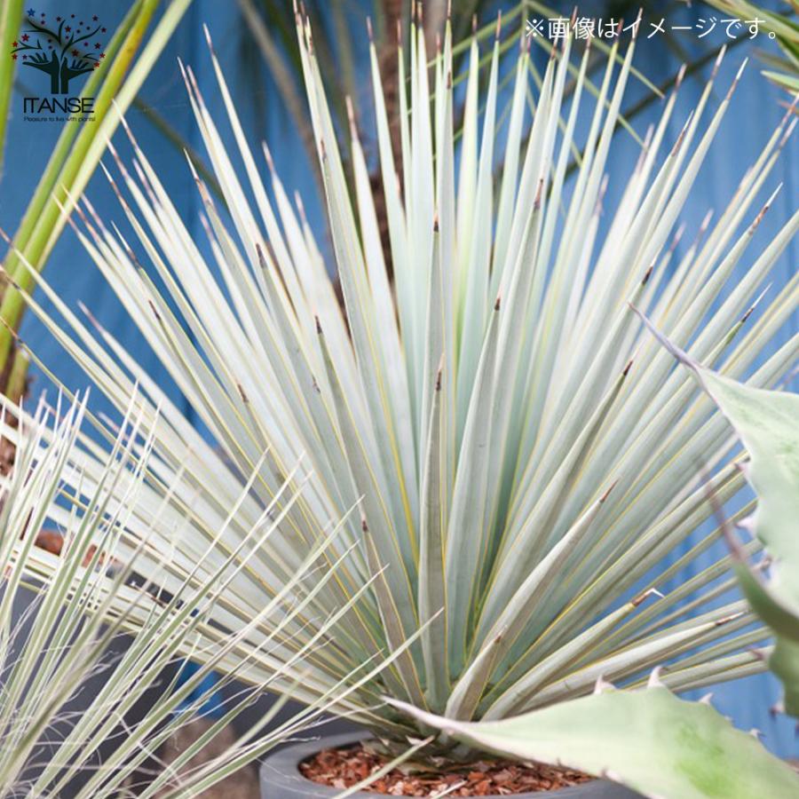 ITANSE ユッカ リギダ 観葉植物 8号プラスチック鉢：リビングや