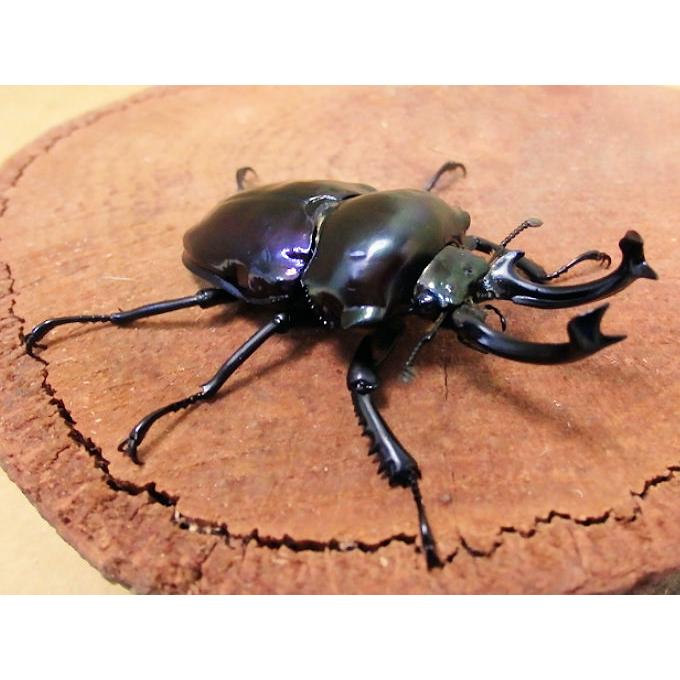 ニジイロクワガタ紫紺♂60mm単品 新成虫 : オオクワ京都昆虫館
