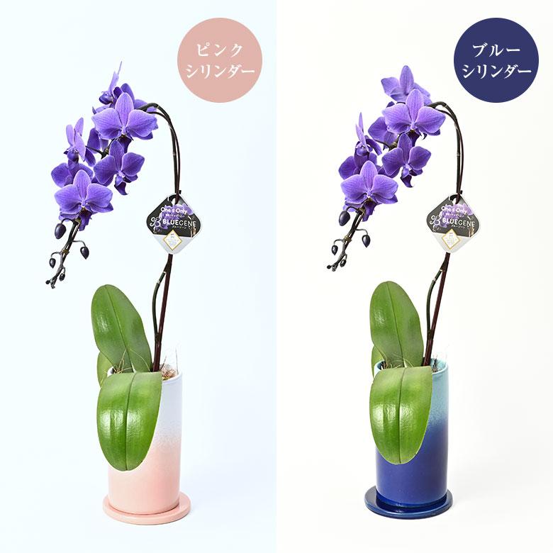 青色胡蝶蘭 ブルージーン 1本立鉢 Blue Gene 胡蝶蘭 コチョウラン