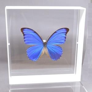 蝶の標本 アナクシビアモルフォ M.anaxibia ホワイトフレーム チョウ