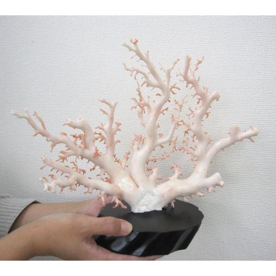 白珊瑚の原木・拝見・置物/艶出し加工済み/黒檀台/『宝石サンゴ