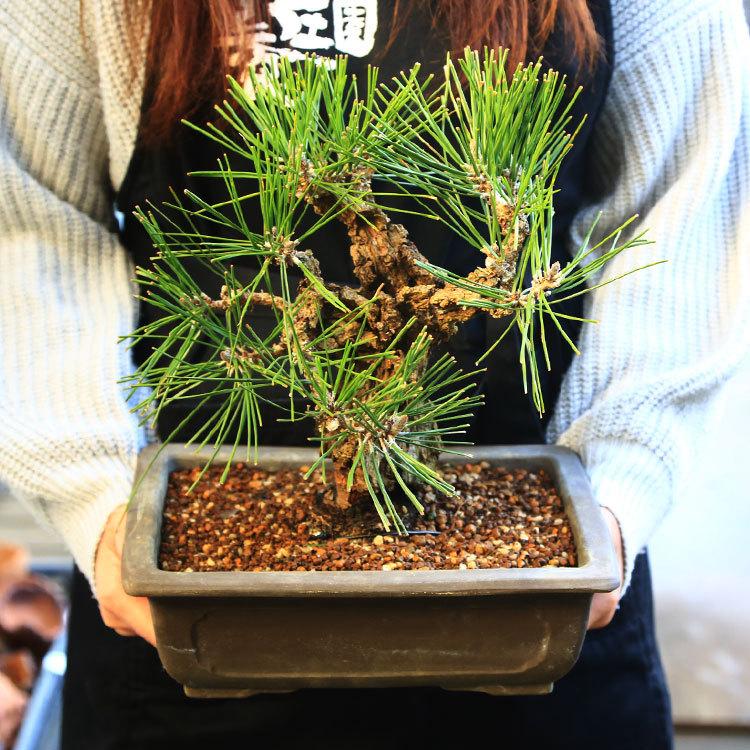 中品盆栽：錦黒松* 錦松ニシキマツにしきまつ幹肌鉢植え 和 お花見