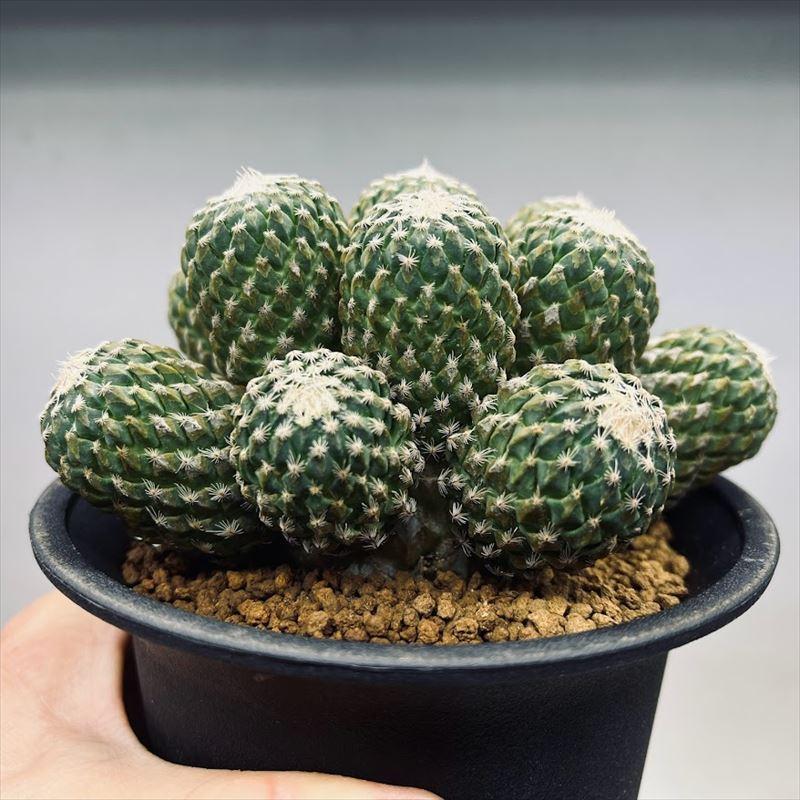 サボテン：ペレキフォラ 銀牡丹群生 自根*幅12cm 現品 一品限り