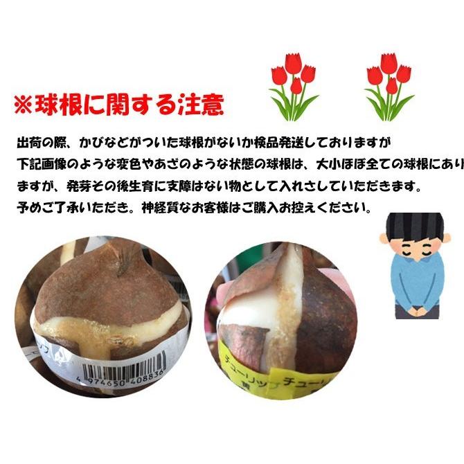 大球 一重咲チューリップ球根 多色混合 8色 40球セット : 吉谷農芸