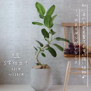 ユッカ・エレファンティペス 8号（8寸鉢） 青年の木と呼ばれる