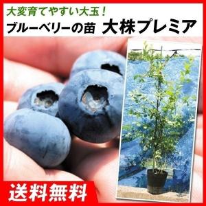 果樹苗 ホワイトサポテ ルーク 1株 : 花と緑 国華園 - 通販 - Yahoo