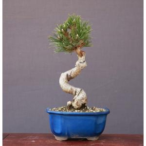 株）一樹園 千寿姫【新品種】 小品盆栽／樹齢20年 : 一樹園 - 通販