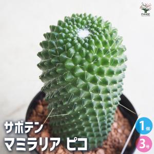 日本花キ流通 多肉植物 sdアデニア グラウカ 実生 多肉植物 塊根植物