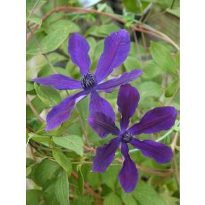 クレマチス 苗 マクロペタラウェッセルトン アトラゲネ系 杉本さんの