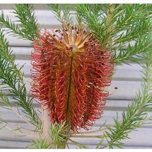 バンクシア・ヘアピン （スピヌロサ） 5号ポット苗 : 苗木部 花ひろば