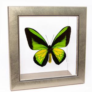 昆虫標本 蝶の標本 スカシジャノメ 2頭 メタリック調ライトフレーム