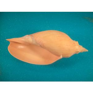 リュウグウウボラ : 貝殻ストア - 通販 - Yahoo!ショッピング