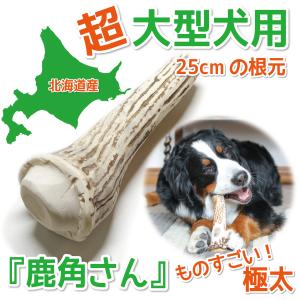 鹿の角 超大型 犬 用 鹿角さん 極太根元 約25cm 1本 天然 無添加