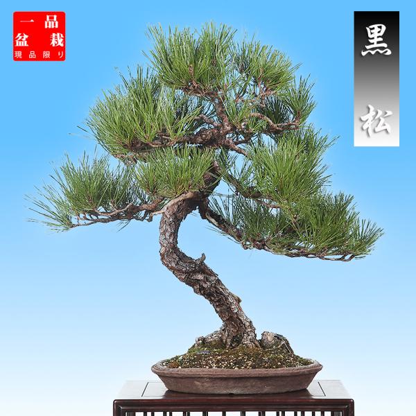 盆栽 黒松 クロマツ くろまつ お洒落 模様木 松柏盆栽 中品盆栽 樹高