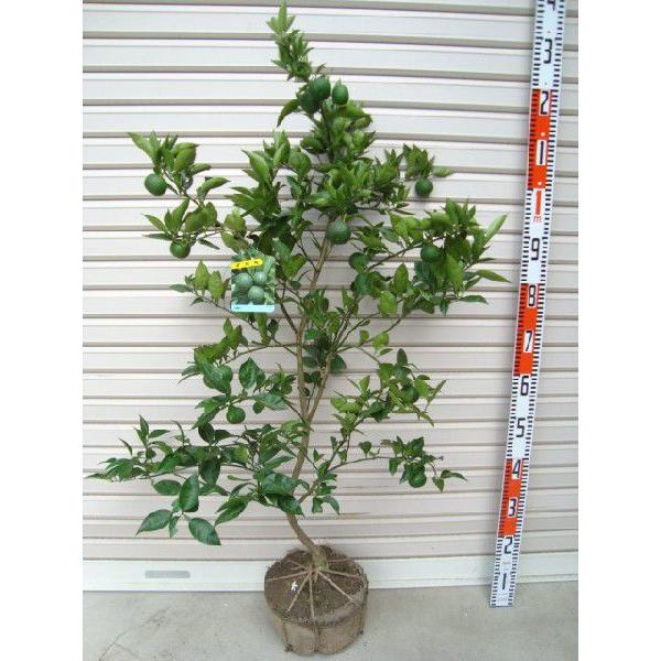 スダチ】 柑橘大苗 3年生接木苗 ※納期指定:発送予定2026年3月