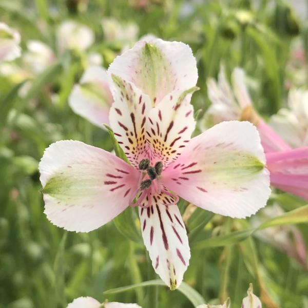 flower-net_z210602128