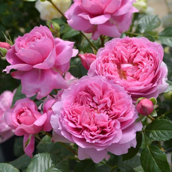 予約販売 バラ苗 バラ大苗 ロサ オリエンティス プリマヴィスタ 品種