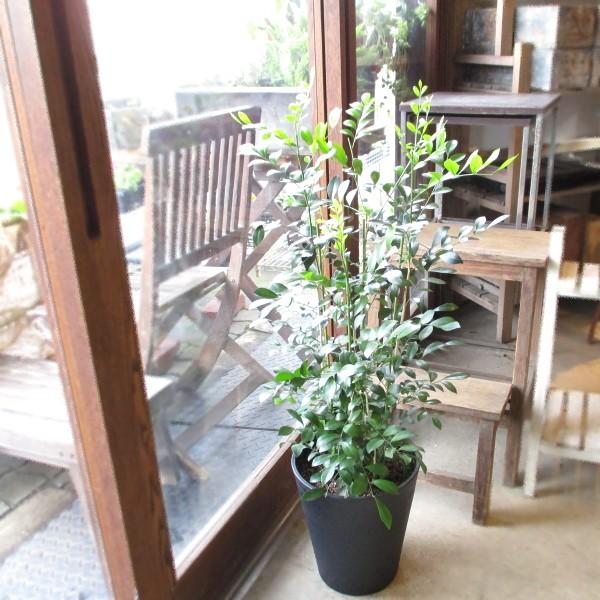 シルクジャスミン 月橘 ゲッキツ 8号鉢サイズ 黒色 セラアート鉢