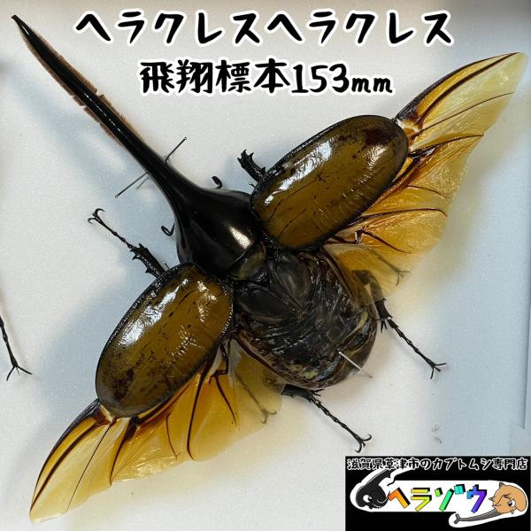 飛翔標本]ヘラクレスヘラクレス153mm標本新品シーラケース付き