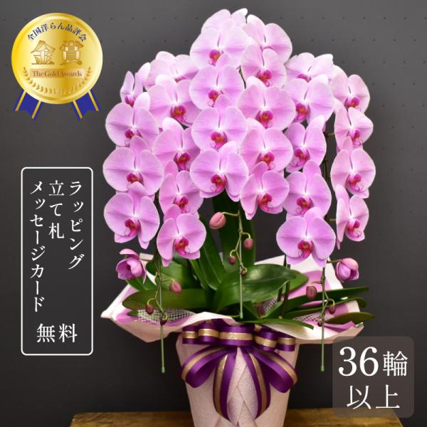 胡蝶蘭 大輪 36輪以上 恋姫エクセレント 3本立ち 蘭 花 ギフト ピンク