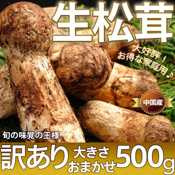 生松茸 訳あり 約500g＜開き方・大きさおまかせ＞空輸 中国産 厳選