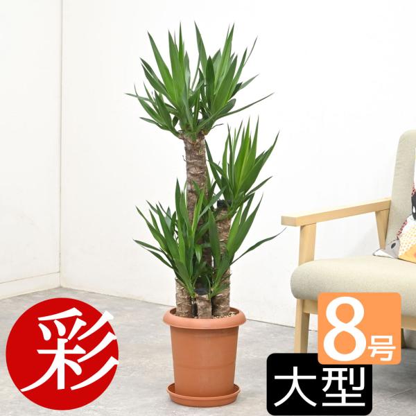 観葉植物 本物 ユッカ・エレファンティペス 8号鉢 寒さに強い 青年の木