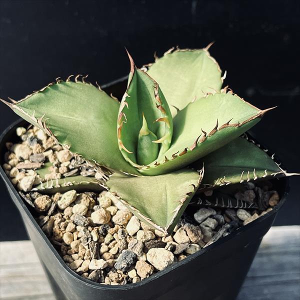 多肉植物：アガベ オテロイ 実生*幅10cm : 遊恵盆栽 Yahoo!店 - 通販