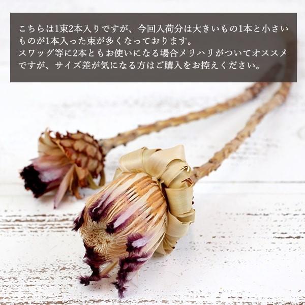 ドライフラワー 花材 即日出荷 ネリフォリア・バット ナチュラルレッド