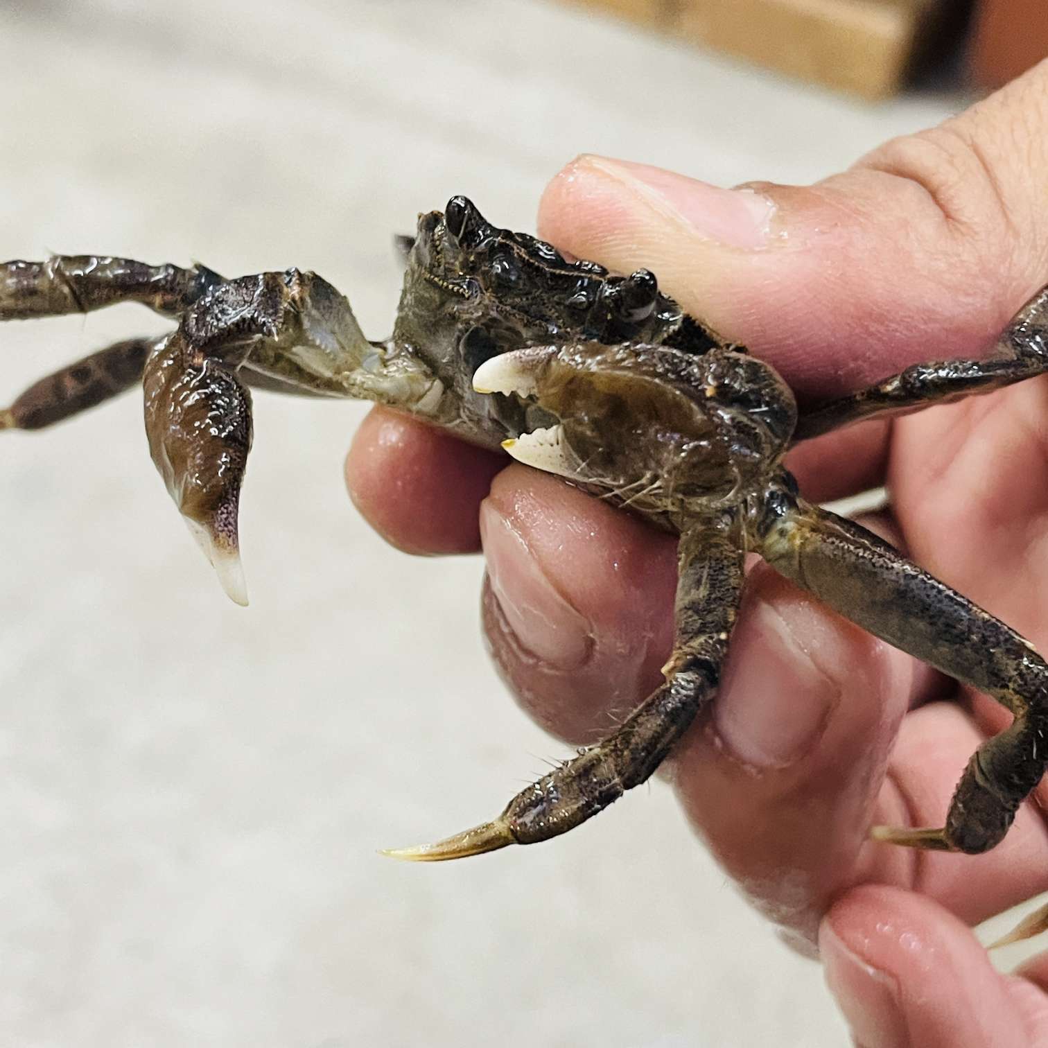 モクズガニの販売 2026年 ペットショップJaRep(ジャレップ) 神奈川県